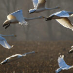 Madárinfluenza pandémia