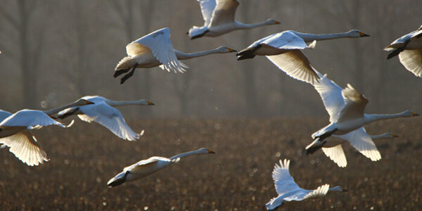 Madárinfluenza pandémia