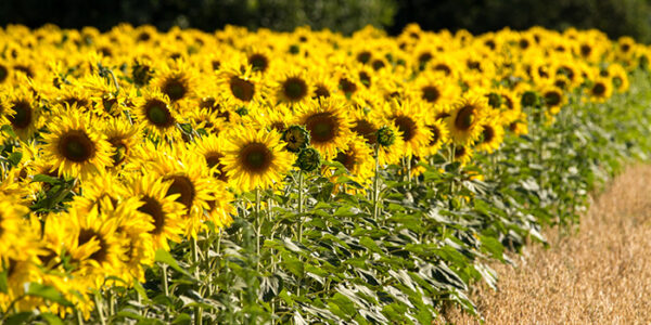 Takarmányalapanyag-piac