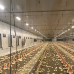 Farkas István brojlerhizlalás