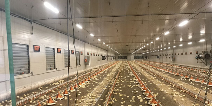 Farkas István brojlerhizlalás