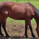 Lovak háziasítása