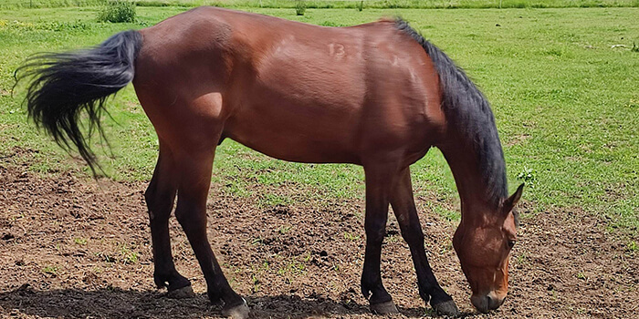 Lovak háziasítása