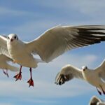 Madárinfluenza sirály