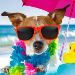 Kutya macska hőguta