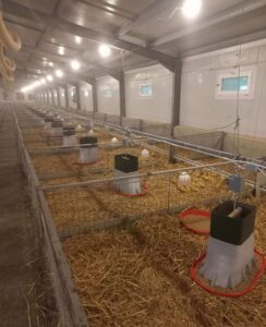 Pecsenyekacsa kutatás