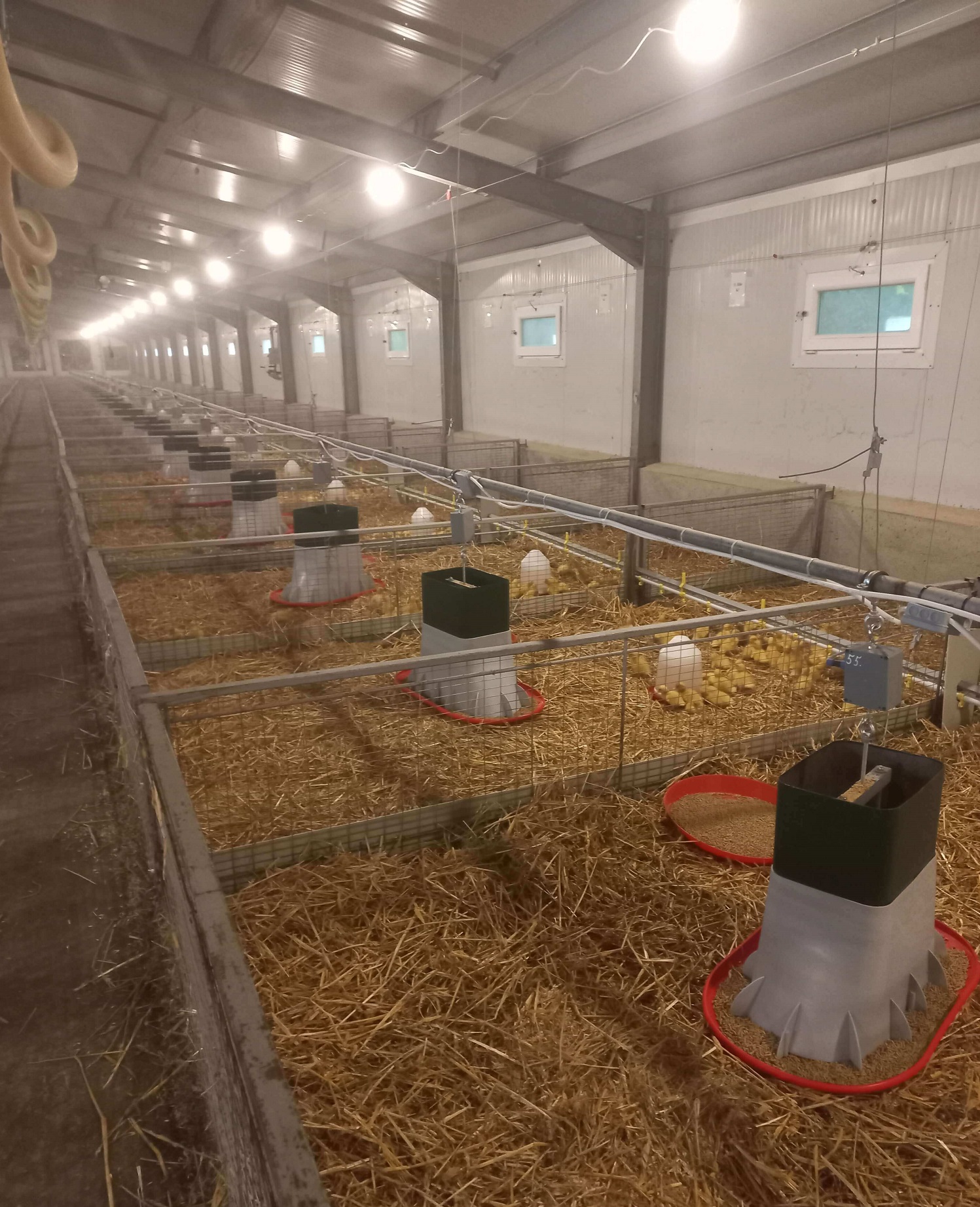 Pecsenyekacsa kutatás