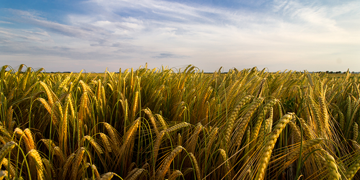Takarmánya-alapanyag árak