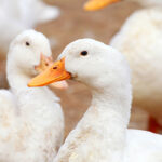 Pecsenyekacsa kísérlet