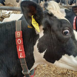 Robottakarmányozás