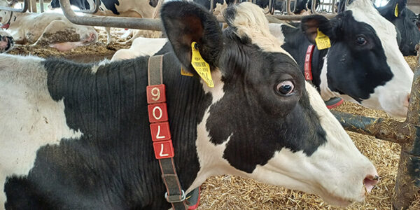 Robottakarmányozás