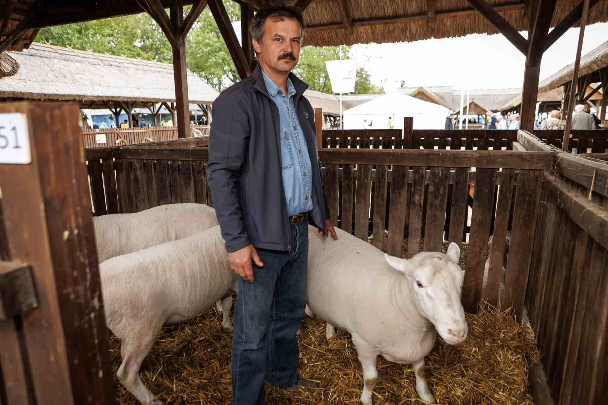 Lajkó Levente juh törzstenyésztő