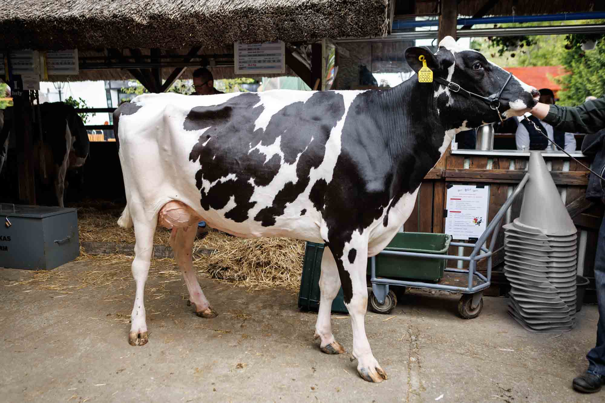 Alföldi Állattenyésztési Napok szarvasmarha különdíj