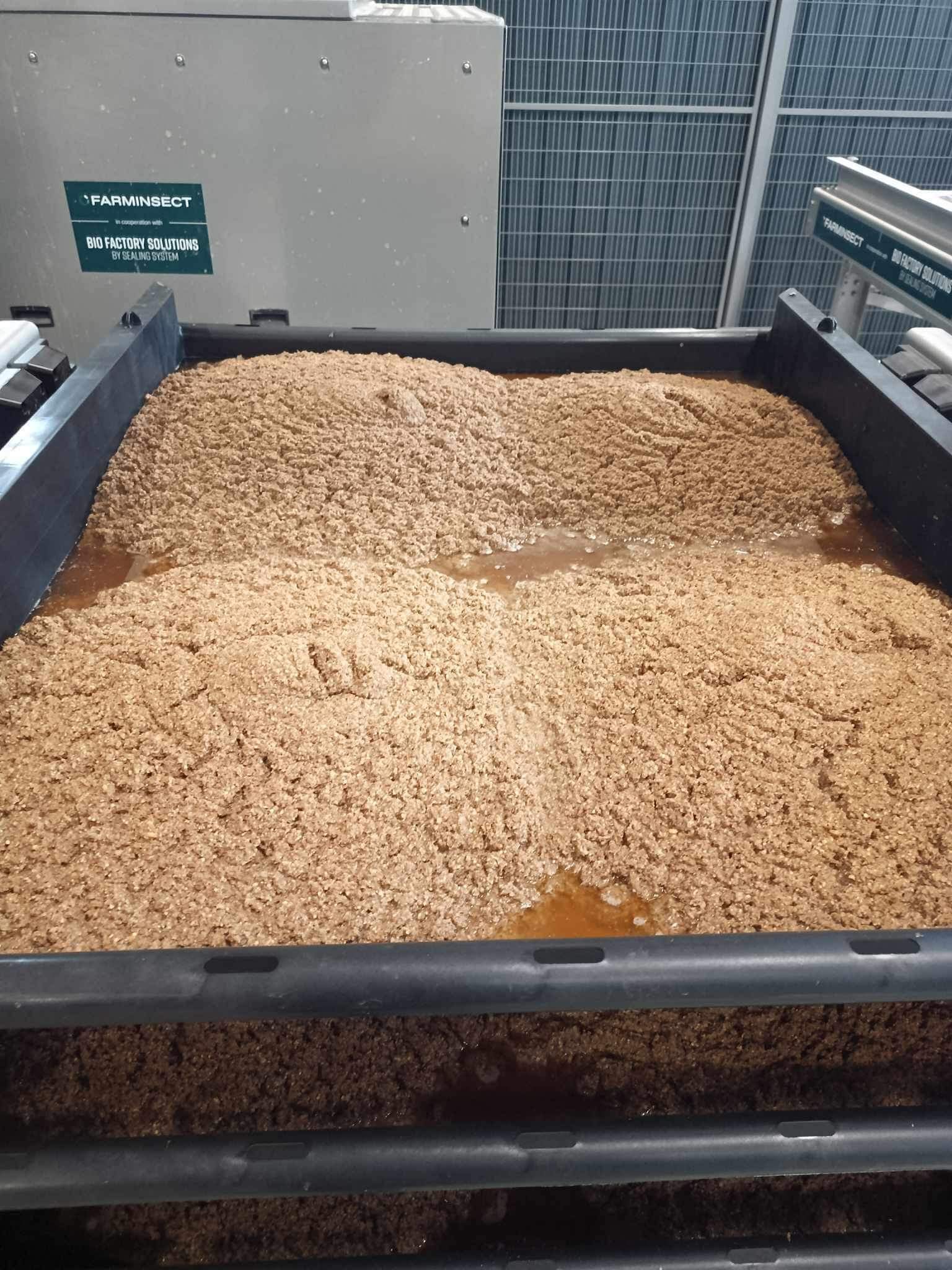 Rovarfehérje előállítás