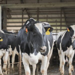 Bendővédett alapanyagok