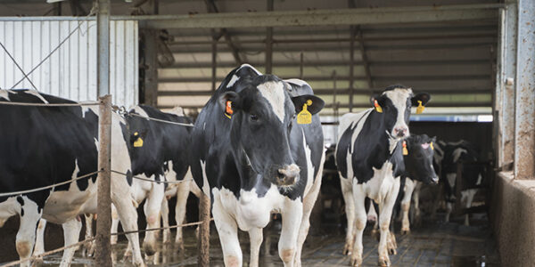 Bendővédett alapanyagok