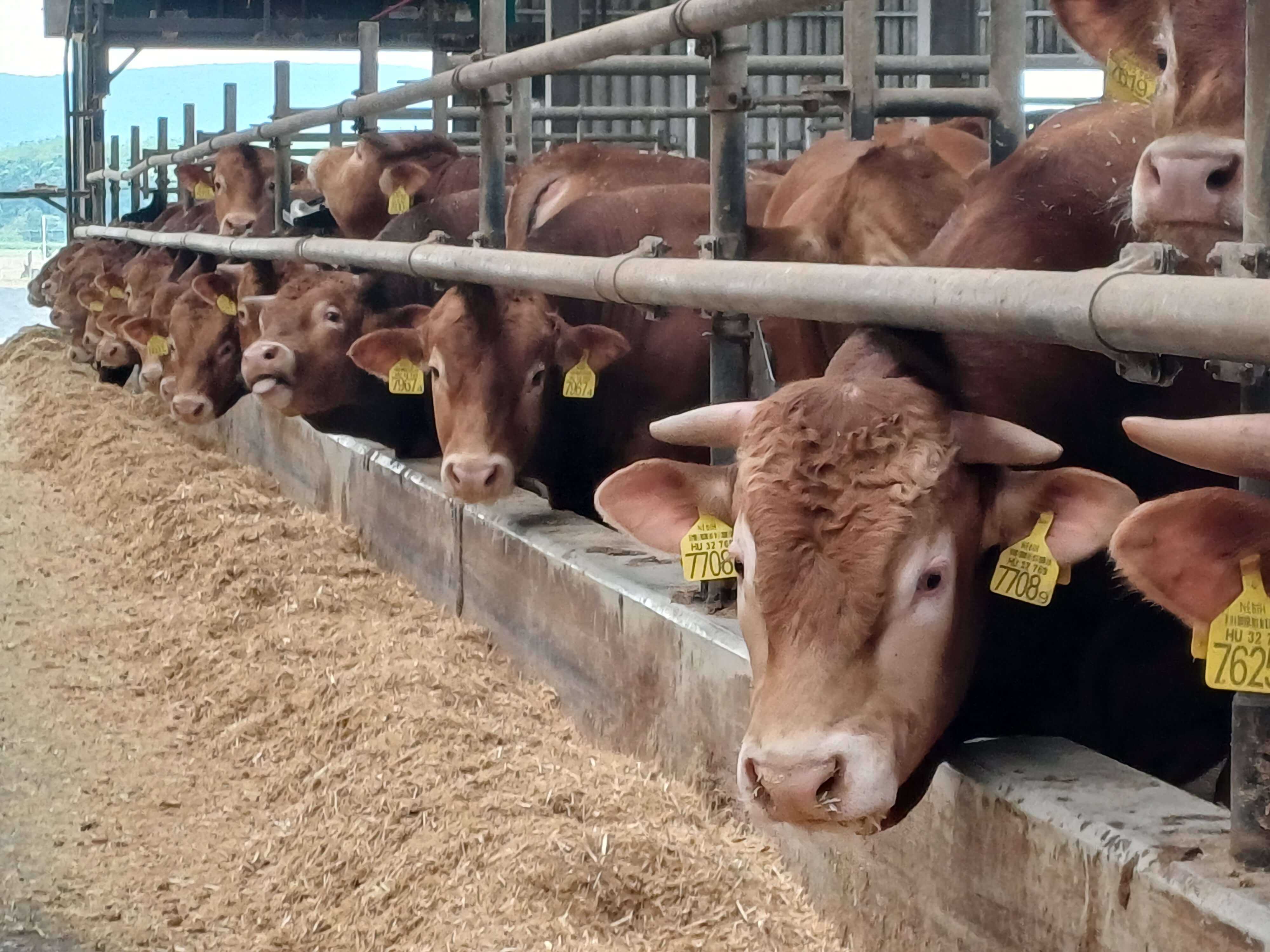 Magrál Agrár Kft. hízómarha