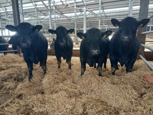 MagraL Agrár Kft. hízómarha