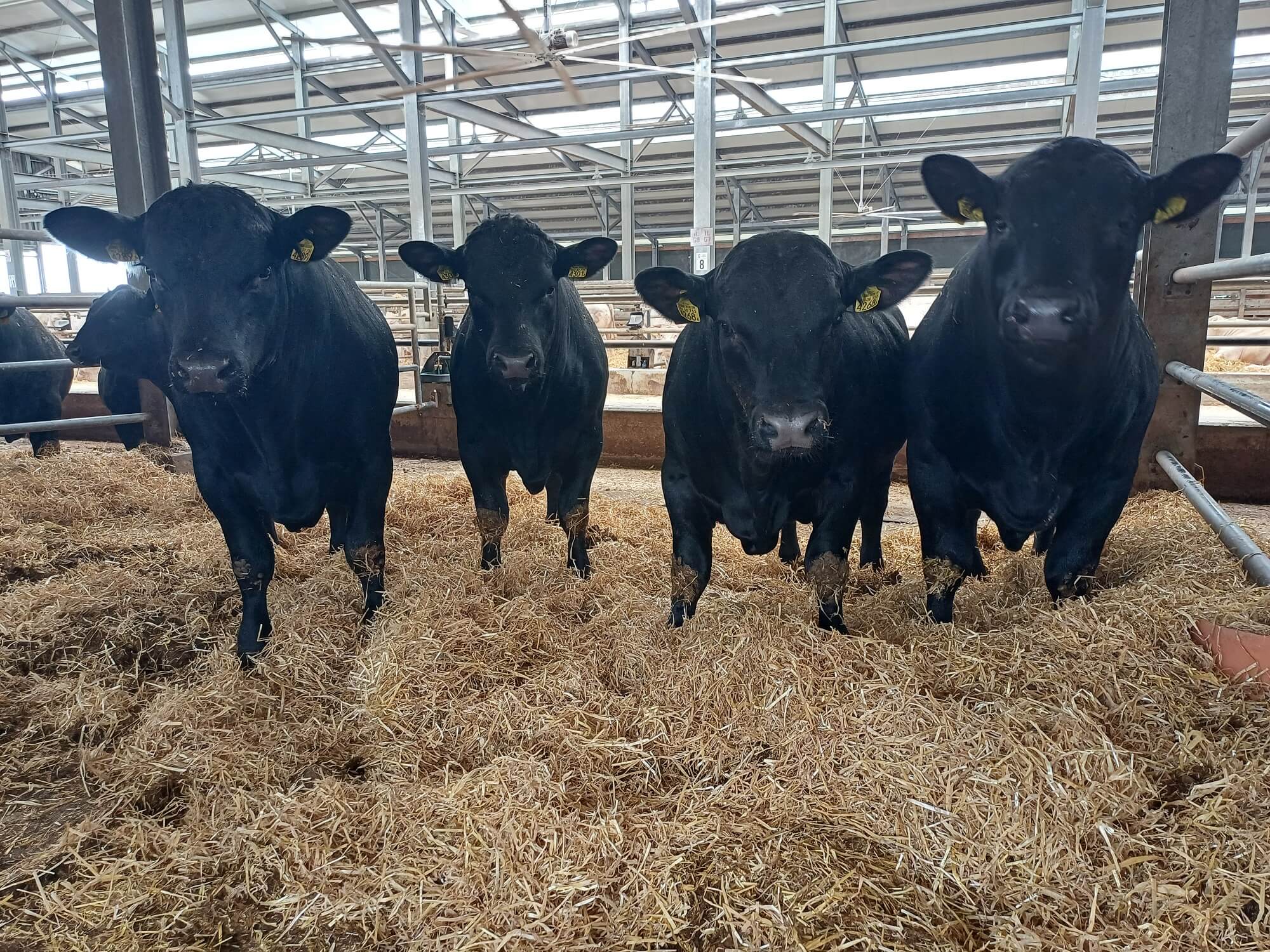 MagraL Agrár Kft. hízómarha