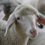 Kiskérődzők pestis