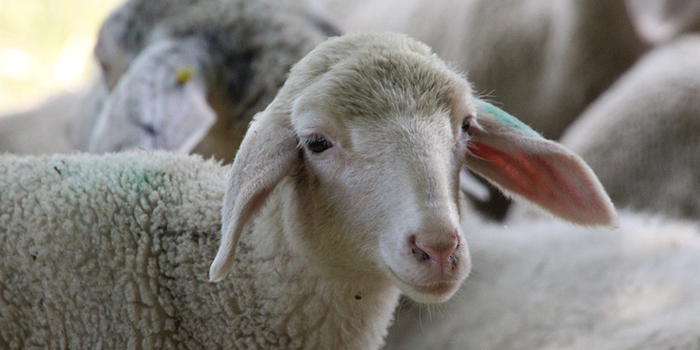 Kiskérődzők pestis