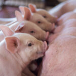 Parto-Plusz tranzíciós takarmány