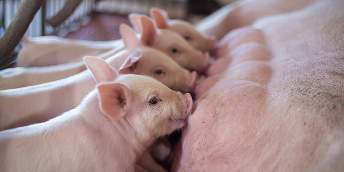 Parto-Plusz tranzíciós takarmány