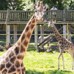 Nyíregyházi Állatpark