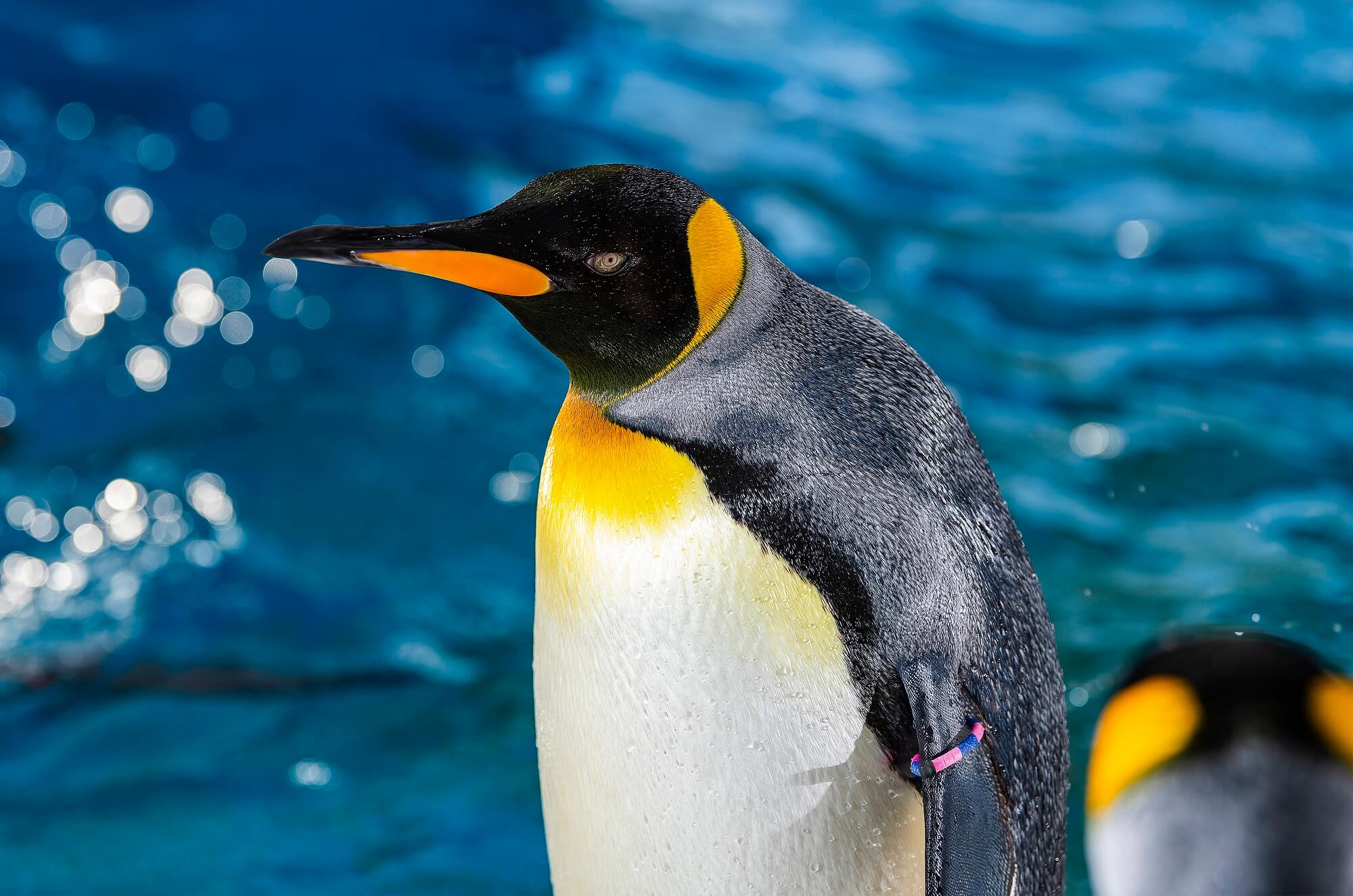 Nyíregyházi Állatpark