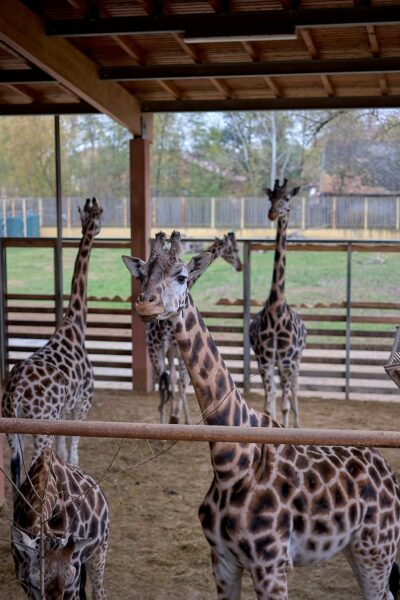 Nyíregyházi Állatpark zsiráf