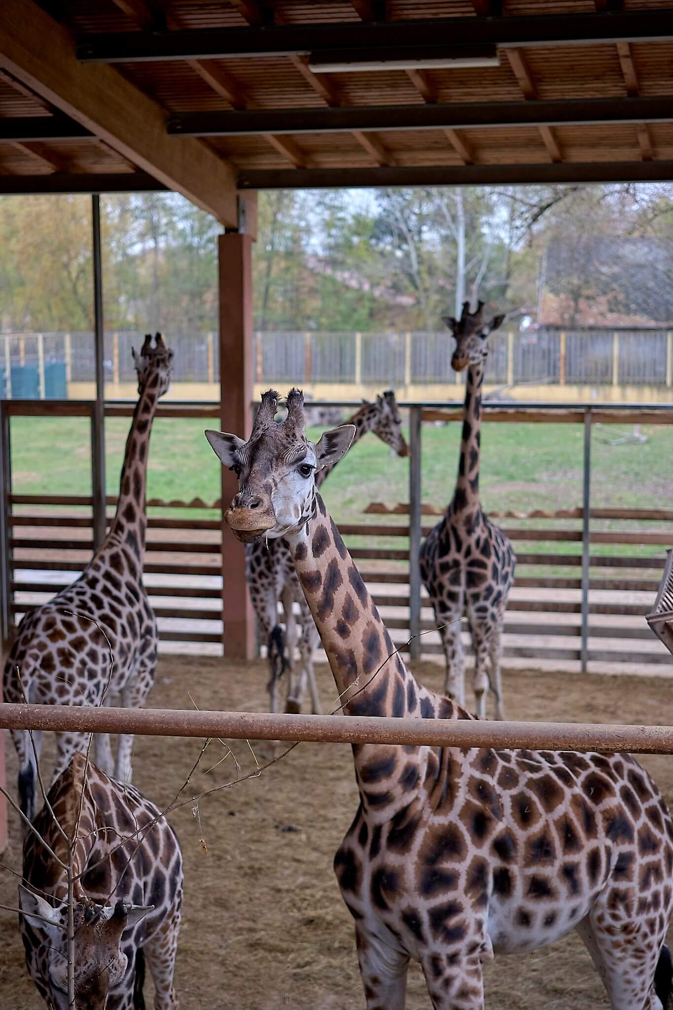 Nyíregyházi Állatpark zsiráf