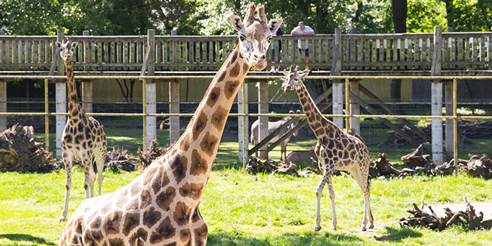 Nyíregyházi Állatpark