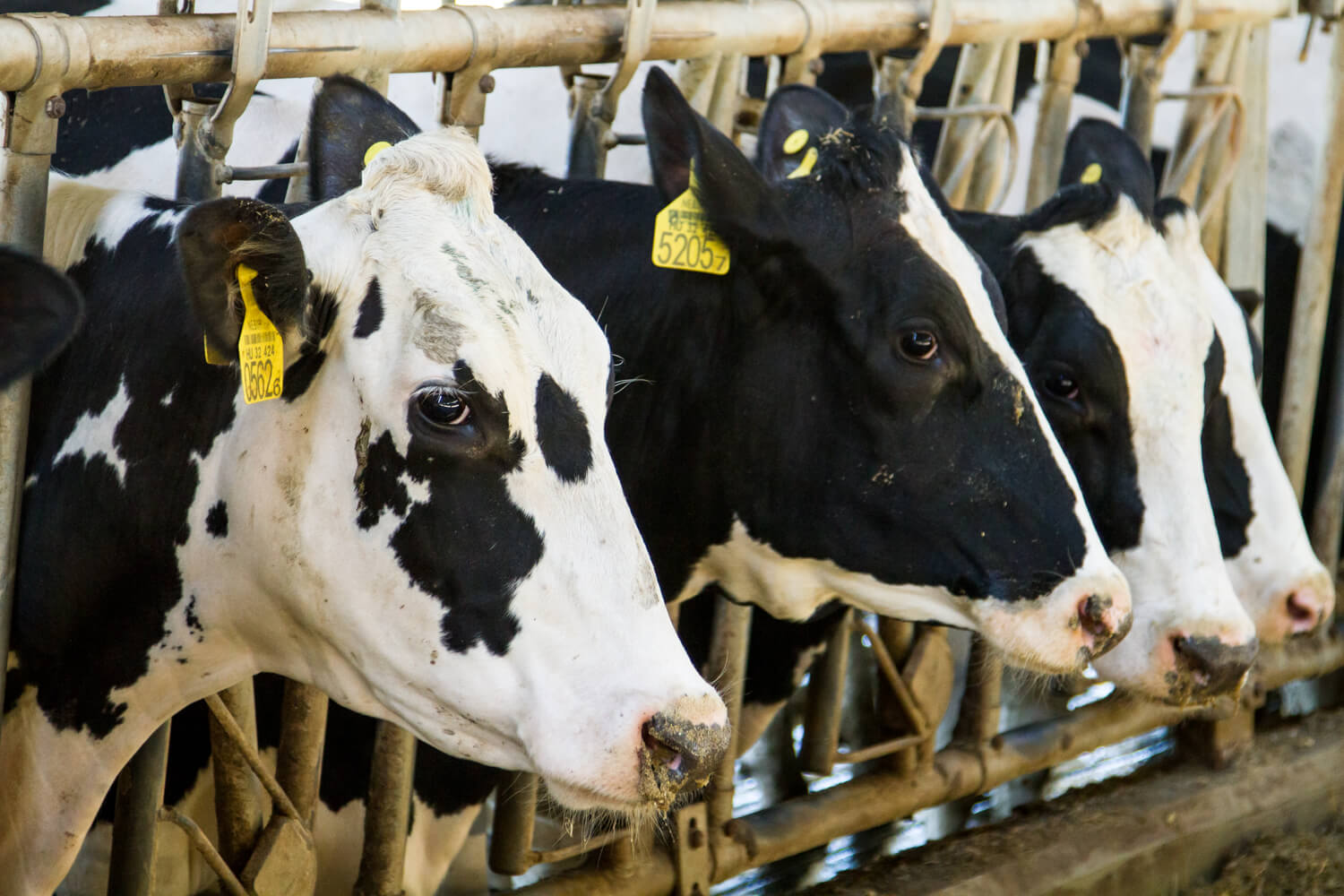 Linolex tejelő marha