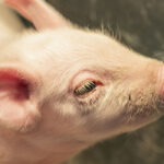 Precíziós sertéstartás