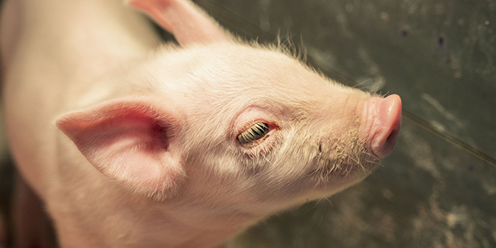 Precíziós sertéstartás