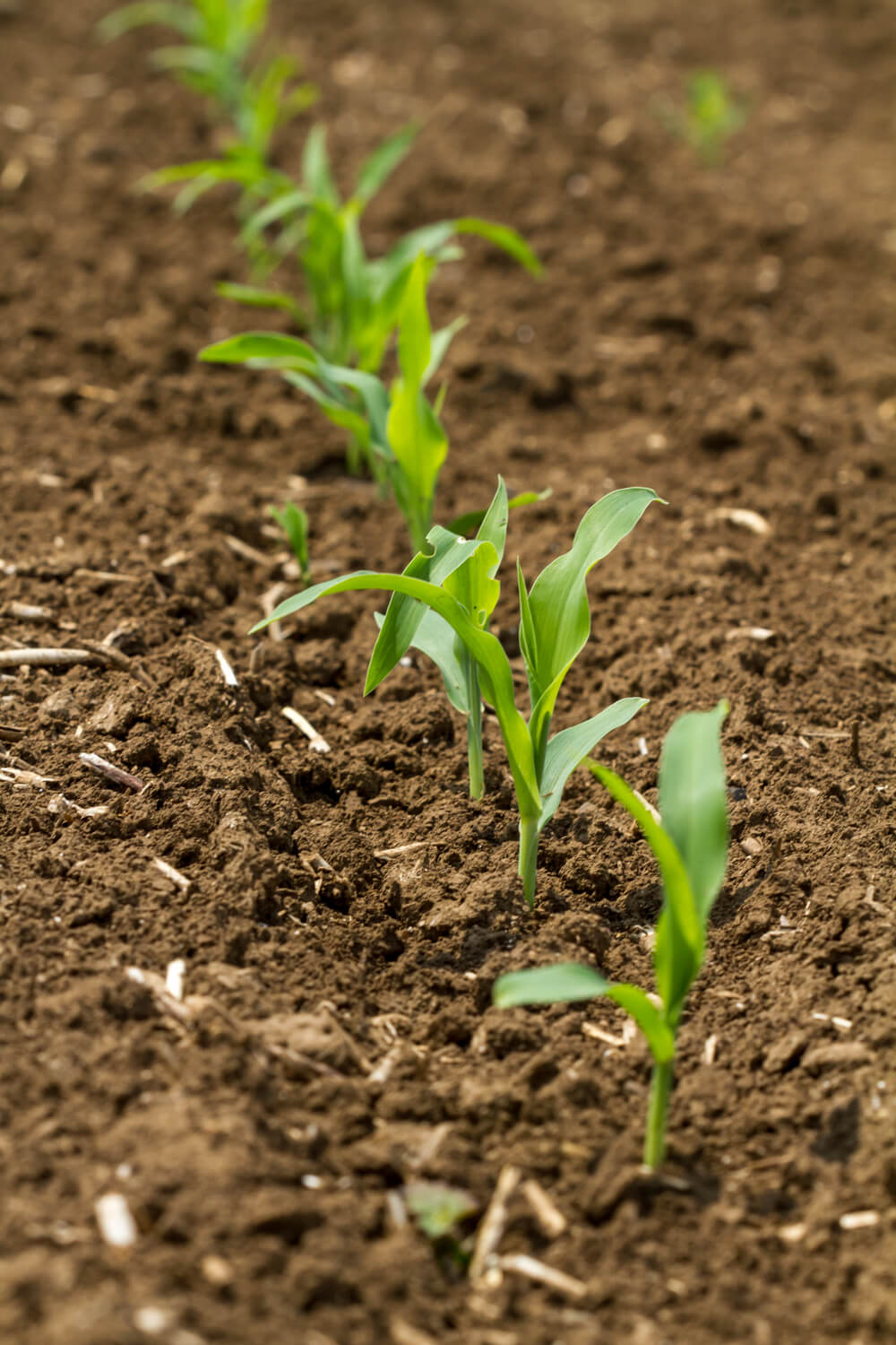 Terményár-kukorica