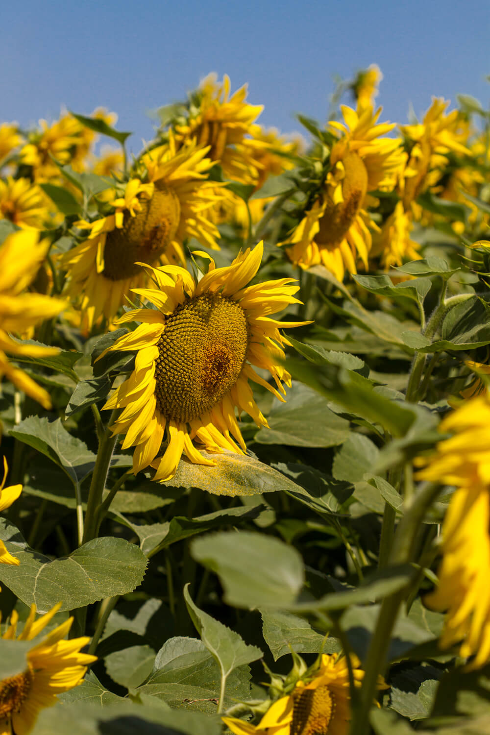 Terményár-napraforgó