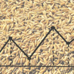 Terményár-gabonapiac