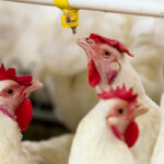 Pro Feed Baromfi Szimpózium