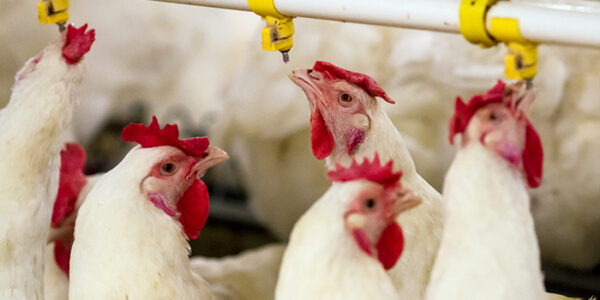 Pro Feed Baromfi Szimpózium