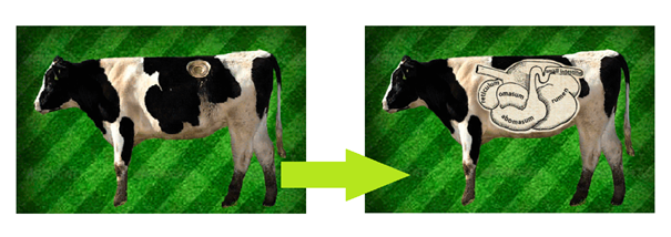 Bendőfisztulás kanül