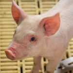 Sertés nyersfehérje emészthetőség