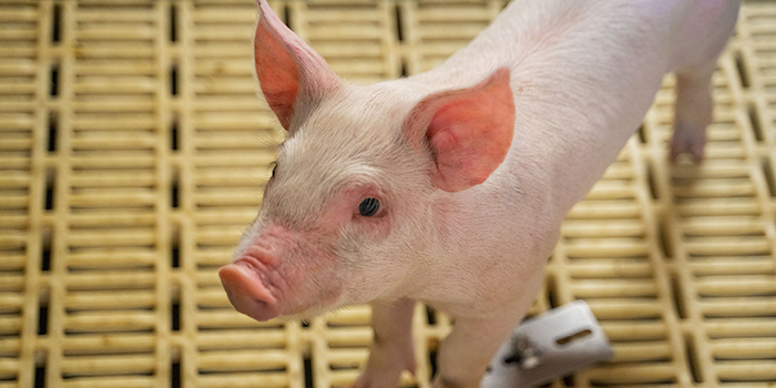 Sertés nyersfehérje emészthetőség