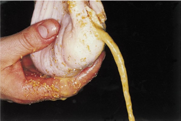 Sertés gyomortartalom folyékony