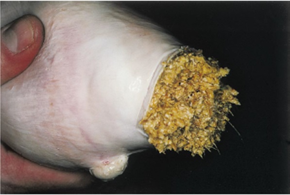 Sertés gyomortartalom szilárd