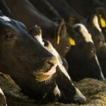 Szarvasmarha bendőfisztulás