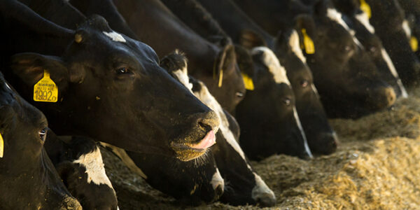 Szarvasmarha bendőfisztulás