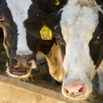 Szarvasmarha ragadós száj- és körömfájás