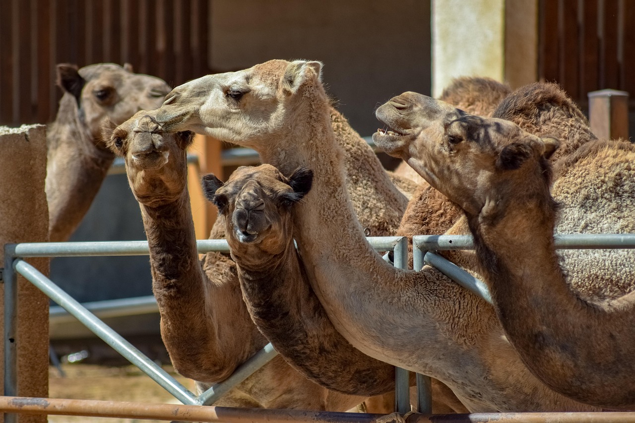 Szarvasmarha ragadós száj- és körömfájás