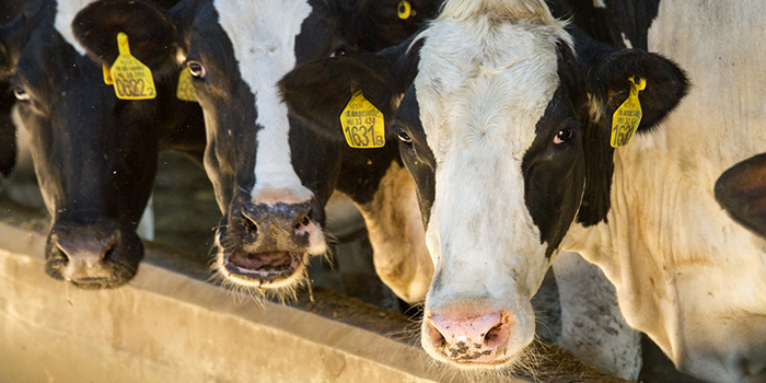 Szarvasmarha ragadós száj- és körömfájás